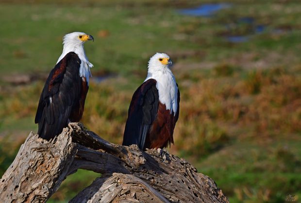 bird watching 1