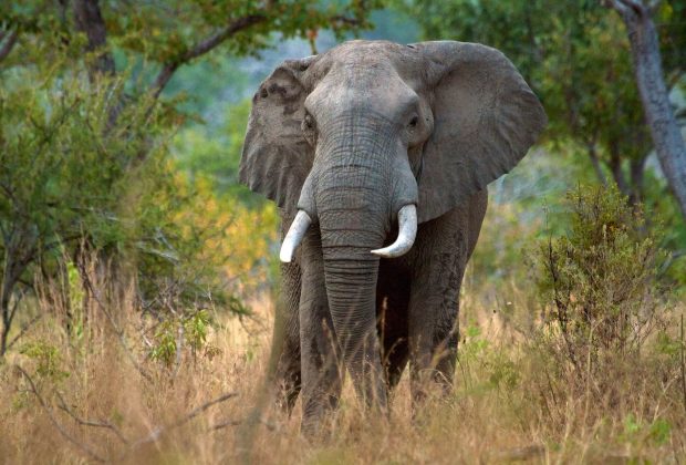elephant