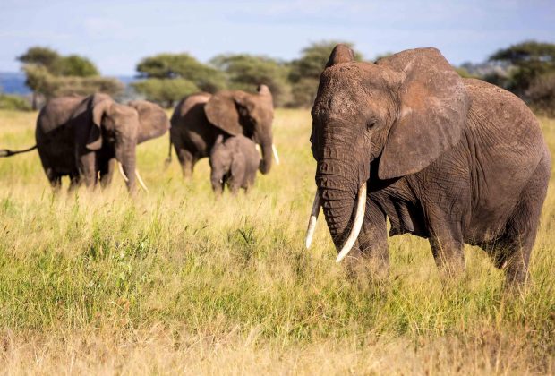 elephant2