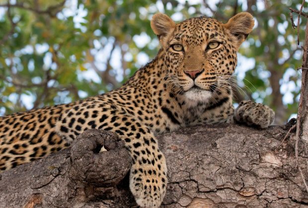 leopard