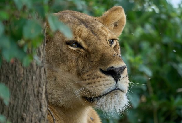 lion lion