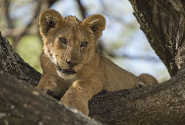 manyara tree lion