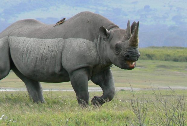 rhino rhino