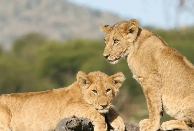 wildlife